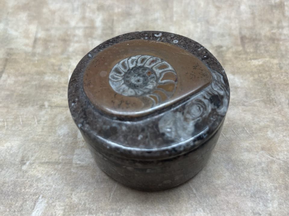 Ammonite Fossil Trinket Box From Morocco